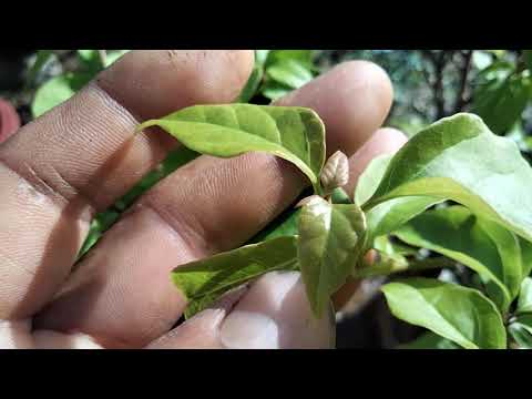 Video cách nhận biết hoa giấy cắt tết sáu mươi ngày vào nụ... - youtube