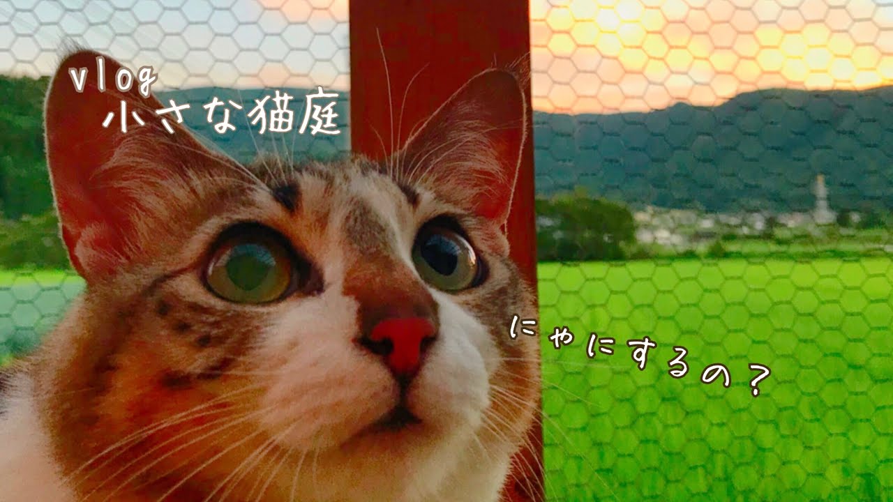 猫のノミダニ駆除 Broadline 使い方 こんな感じで出来ました Shorts Youtube