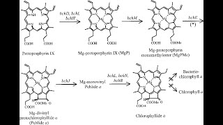 Protoporphyrin IX ; Definition, Structure, Functions, Clinical relevance, protoporphyrinogen oxidase