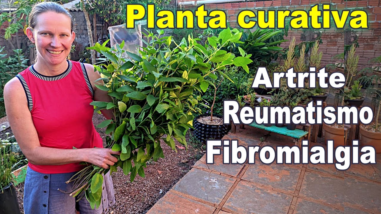 Это растение ДОЛЖНО быть в вашем ДОМЕ! 🌱 Трава Балейра (Varronia curassavica Jacq.)