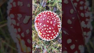Poisonous mushroom that looks like candy - Trujący grzyb który wyglada jak słodycz. #candy #mushroom