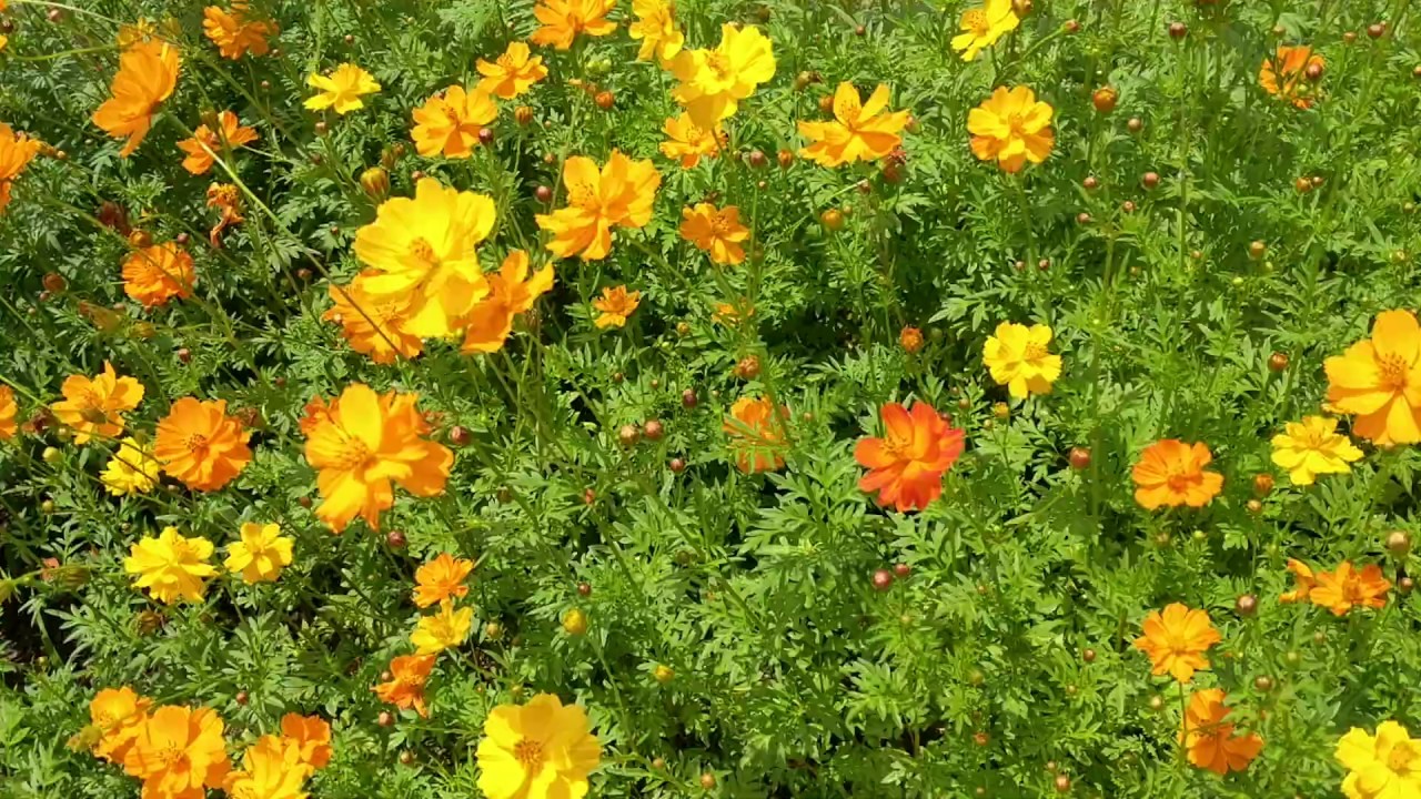 Cosmos Flowers Dancing in the Breeze Scott Seeley YouTube