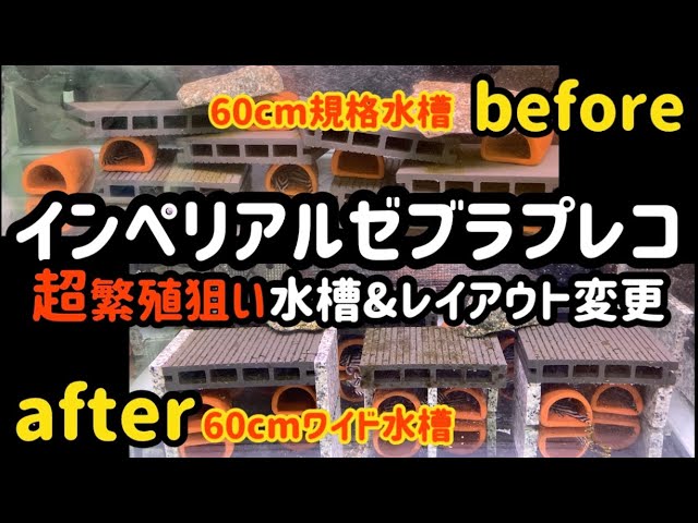 『引取限定』水槽、水槽台、インペリアルゼブラプレコ6匹、6〜7.5ｾﾝﾁ インペリアルゼブラプレコ】超繁殖狙いの水槽&レイアウト変更 - YouTube