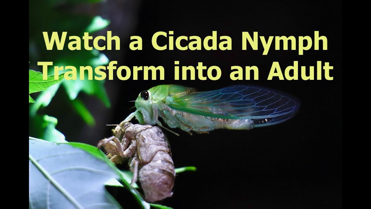 Watch a Cicada Nymph Transform into an Adult!