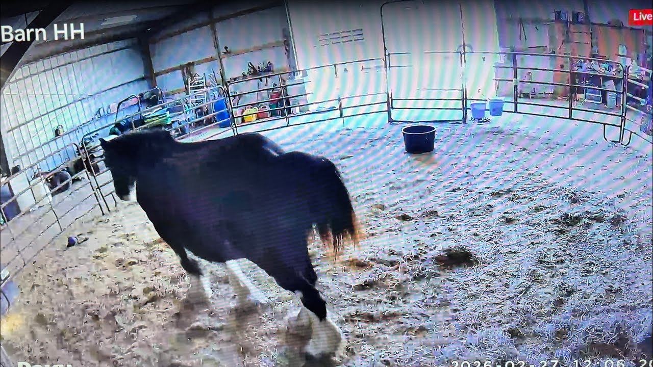 LIVE Foal Watch - We Are Back!