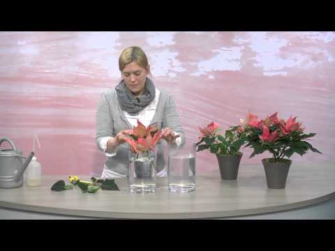 Video: Hvordan Holde Avskårne Blomster