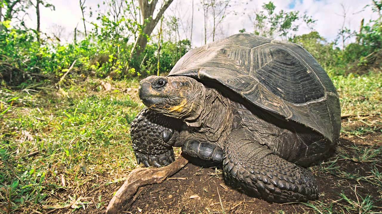 Рептилии перу. Черепашка Уругвай. Перуанские черепахи. Galapagos Tortoise. Giant Tortoise lifespan.