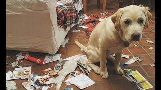 Who made a mess?!  A compilation of funny cats and dogs for a good mood!