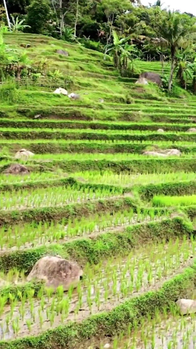 Tasbih Alam Sawah hijau  Terasering