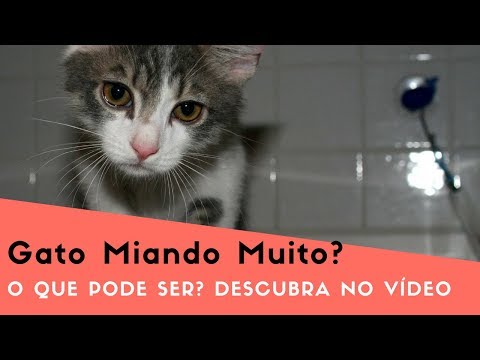 Vídeo: Quando o gato está miando?