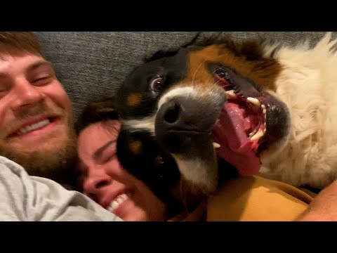 Video: 15 Overraskende måder at gøre din hund glad