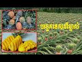 បច្ចេកទេសដំាម្នាស់ Pineapple Growing Techniques