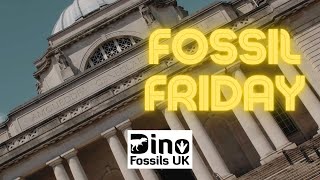 Cardiff Museum! (Fossil Friday Ep 5)