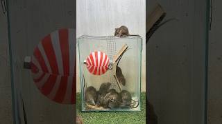 Best Mouse Trap Idea/Good Rat Trap At Home #Rattrap