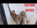 Natkhat bandar ka bacha  monkey  monkey baby