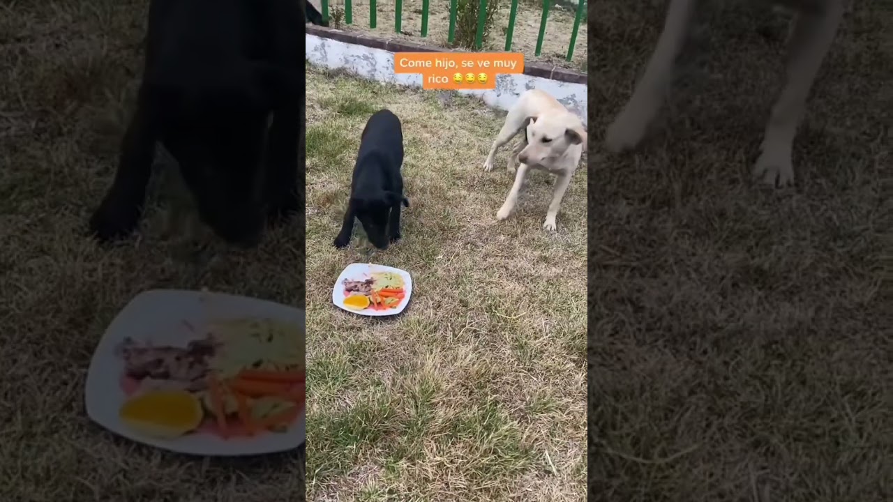Cachorrito abandonado en escuela buscaba comida y llega su mamá también. Toda la familia fue abandon