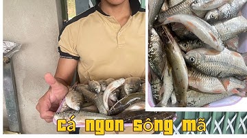 20h thả lưới bắt cá, ăn cá nướng ống lam siêu ngon