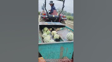 Watermelon Seed Harvesting for Future Crops