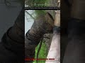Rise up dead man Hunt Showdown huntshowdown shorts 
