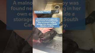 Puppy found nearly drowing in tote -