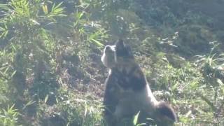 20160924 Yuan Zai the king of hill