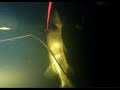 Щуки, линь, судак, окунь - подводная охота, р. Лиелупе, Латвия