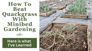 How To Beat Quackgrass With Minibed Gardening