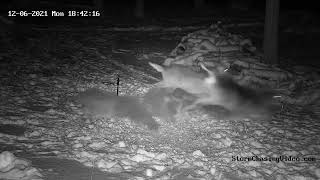Whitetail Deer Destroy Bird Feeder - 12\/6\/2021