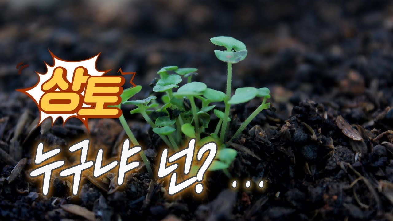 상토!! 무엇에 쓰는 물건인고? #상토 #배양토 #육묘 - YouTube