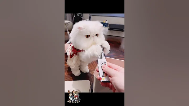 Watch the video about #shorts#It's time for this cute cat to eat#Look how this cute cat is eating chocolate#catfood#funny