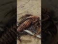 Ark Survival Evolved How To Craft Cementing Paste Shorts Ark 