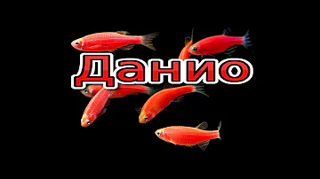 Данио розовые половые различия, подготовка к икромёту(Sex-related differences in zebrafish)