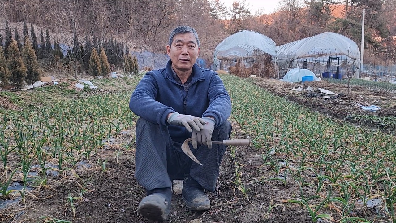 홍산마늘,한지형마늘 부직포 걷고 풀제거!! 잘 되게 하려면???