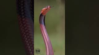 The Most Beautiful African Cobra