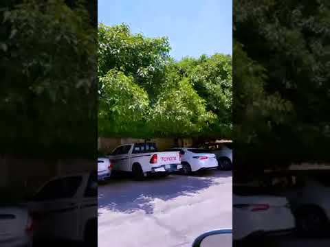 الفيكس الامريكي وكذلك فيكس لسان العصفور من الأشجار المظلية كبيرة الأوراق