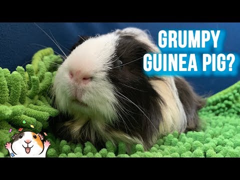 Guinea Pigs Long Haired Guinea Pigs Sheltie Peruvian Tissilar