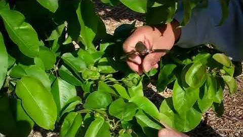 Thinning Asian Pears