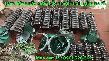 Cạm kiềng bẫy chuột bẫy chồn loại 1 giá rẻ hiệu quả kinh tế.#camkieng .#baychuot .#camkiengbaychon