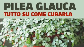 Pilea Glauca Tutto Su Come Curarla