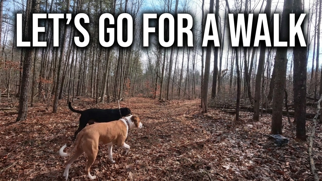 When Life Gets Heavy, We Walk | Dogs, Trees, and Getting Better