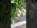 #destacar #popular #seguidores #arriagachiapas #mango mangos del patio de mi casa