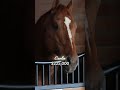 To kick off breeding season, we had to give these top #stallions their flowers! #horseracing