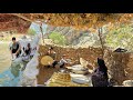 🏕Nomadic life: Baking local bread with the hands of nomadic women 🍞|And washing dishes by the river🌊