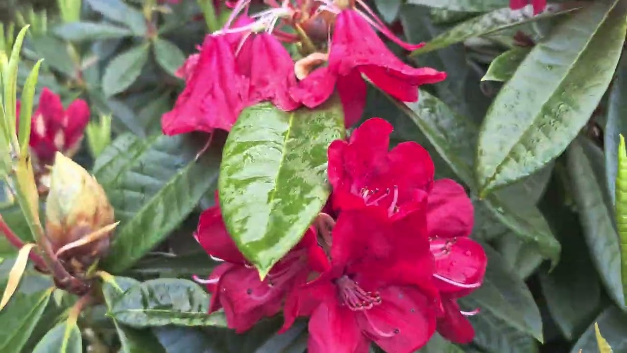 Тур по рододендронам, западное побережье Новой Зеландии