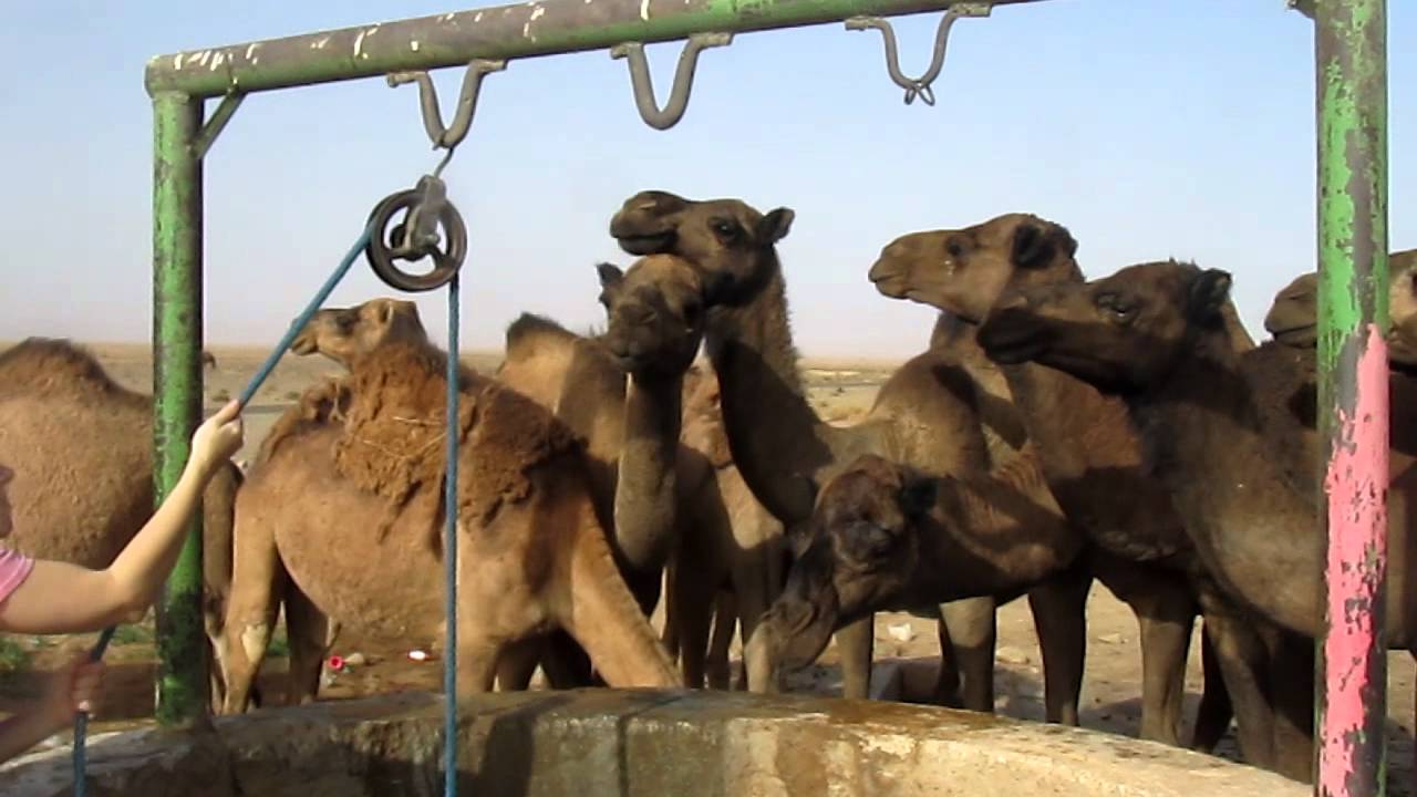 Thirsty Camels in Merzouga, Morocco - YouTube