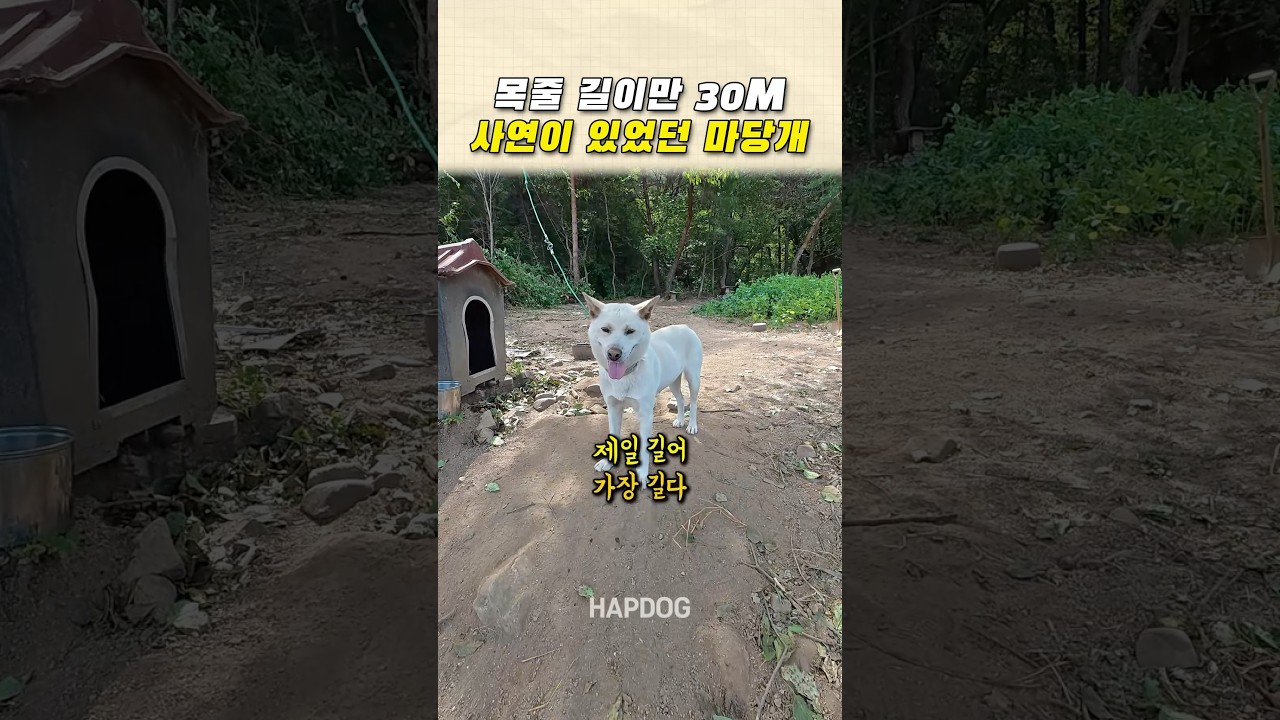 목줄 길이만 30M 아픈 사연이 있었던 마당개