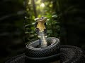 #kingcobra #amazingfacts #factsuniversal #shorts