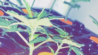 CANNABIS GARDEN UPDATE! Tarantula, humboldt, ILGM & more!