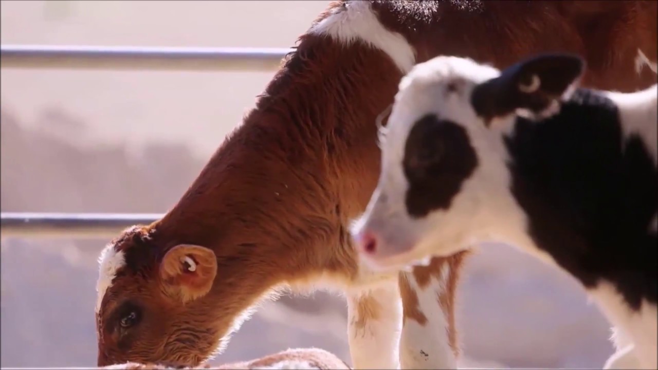 Gira Por Una Granja Lechera de la Florida
