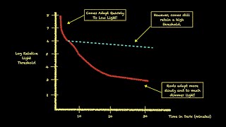 How do Photoreceptors Adapt to Changes in Ambient Light?